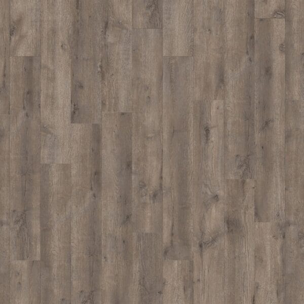 Caraway Oak