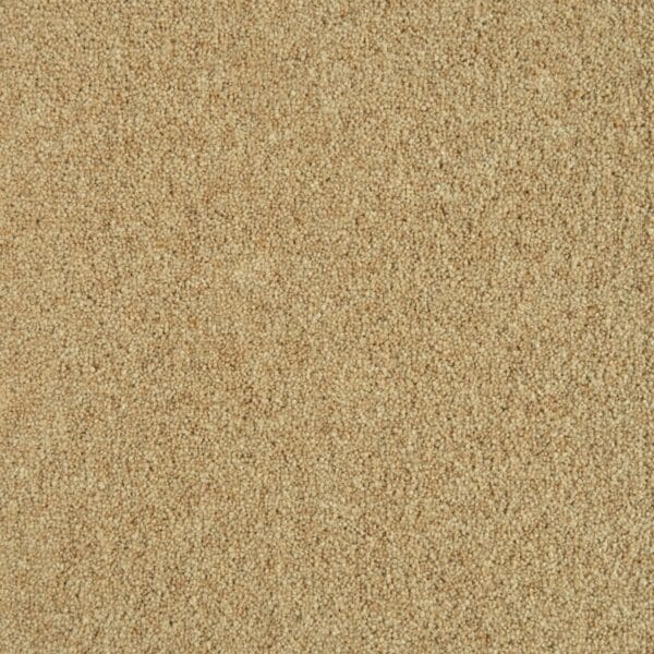 Palomino