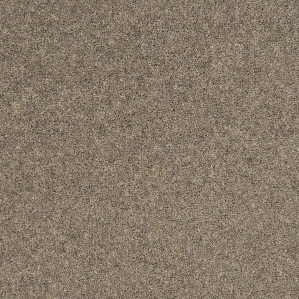 Greylag