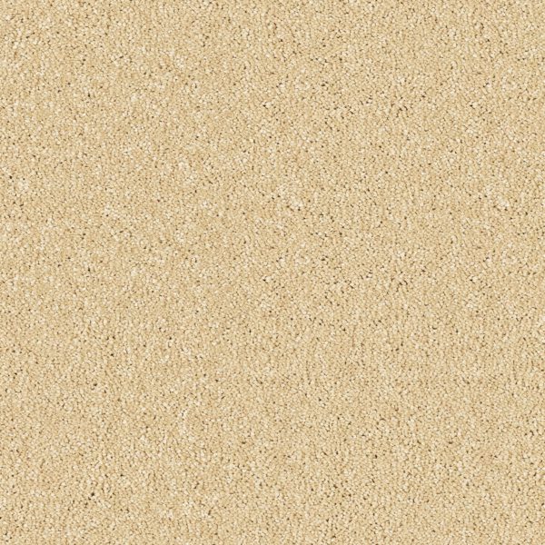 Sea Shell